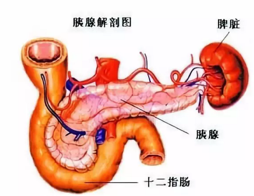 胰腺炎健康教育